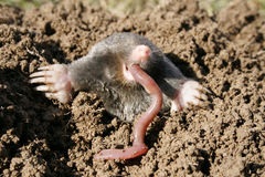http://www.dreamstime.com/stock-image-hungry-mole-image8464111