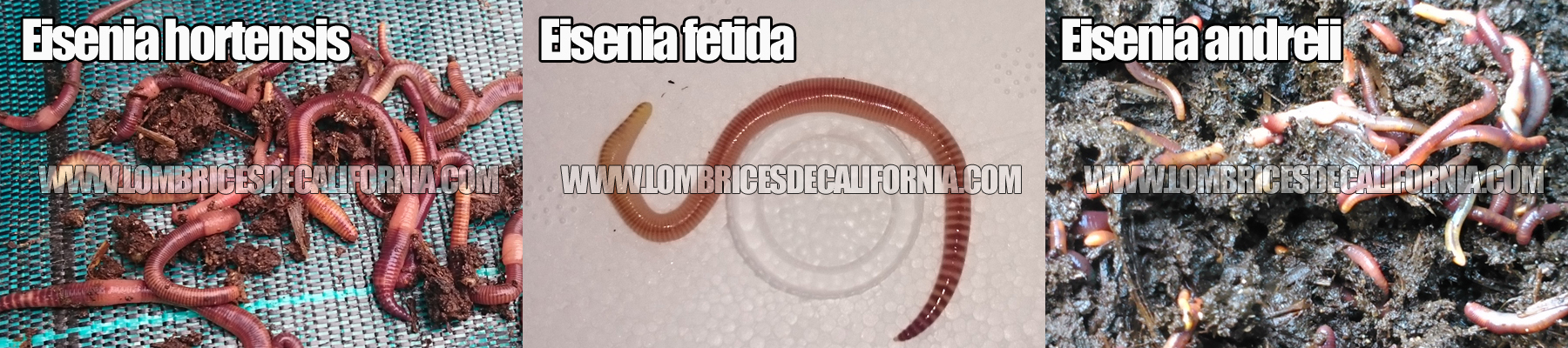 Eisenia Foetida LOMBEC Cama de 400 Lombrices Rojas de California seleccionadas a Mano 90% Adultas reproductoras y 10% Jovenes y cocones. 